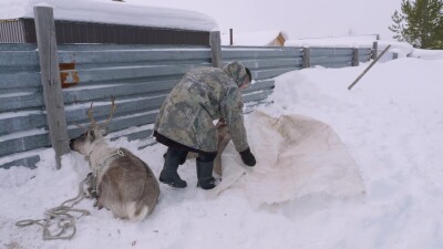 Западная Сибирь, Ханты-Мансийский автономный округ, село Русскинская: оленеводы ханты укладывают связанных оленей на нарты.