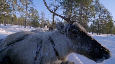 Западная Сибирь, оленеводы ханты везут северных оленей на нартах.