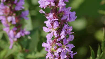 Южный Урал, цветущий дербенник иволистный (Lythrum salicaria) или плакун-трава на берегу реки.