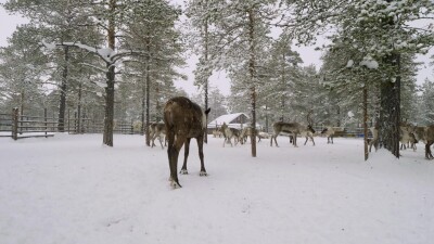 Западная Сибирь, стадо северных оленей в загоне.