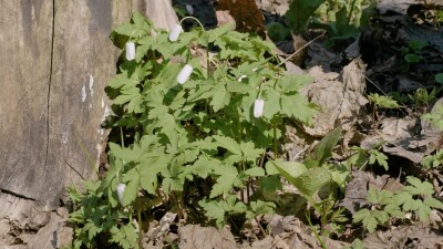 Южный Урал, цветение ветренички алтайской (Anemonoides altaica) весной.