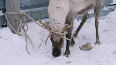 Западная Сибирь, село Русскинская: северные олени во дворе у оленевода ханты.