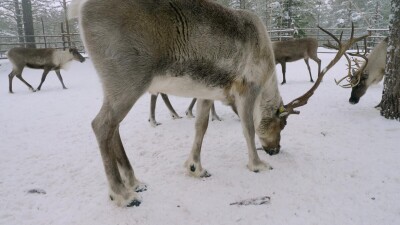 Западная Сибирь, северные олени в загоне едят рыбу