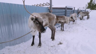 Западная Сибирь, село Русскинская: северные олени во дворе у оленевода ханты.