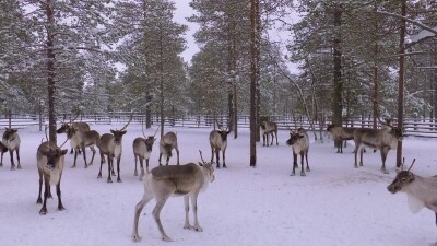 Западная Сибирь, оленевод ханты кормит северных оленей в загоне.