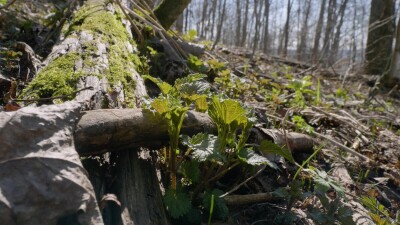 Южный Урал, побеги крапивы двудомной (Urtica dioica) ранней весной в лесу.