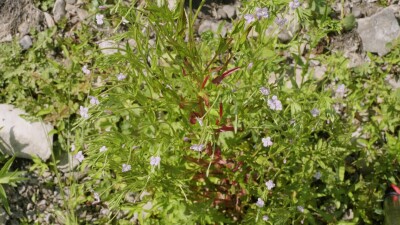 Южный Урал, цветущий кипрей мелкоцветковый (Epilobium parviflorum) у воды.