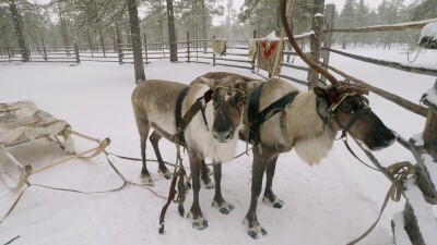 Западная Сибирь, оленевод ханты запрягает северных оленей в нарты.