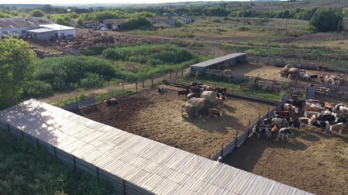 Поволжье, Оренбургская область. Коровники, ферма для откорма молодняка. Вид с воздуха.