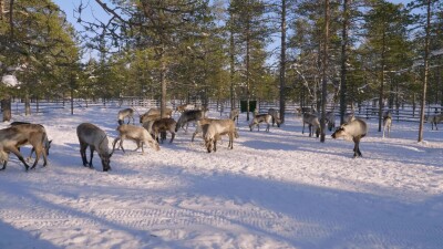 Западная Сибирь, стадо северных оленей в загоне.