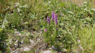 Южный Урал, цветущий дербенник иволистный (Lythrum salicaria) или плакун-трава на берегу реки.