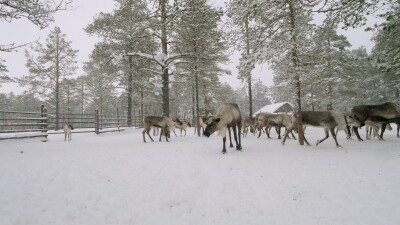 Западная Сибирь, стадо северных оленей в загоне.