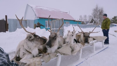 Западная Сибирь, Ханты-Мансийский автономный округ, село Русскинская: оленеводы ханты укладывают связанных оленей на нарты.