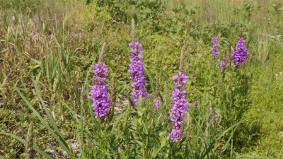 Южный Урал, цветущий дербенник иволистный (Lythrum salicaria) или плакун-трава на берегу реки.