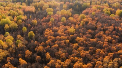 Южный Урал, Башкирия, осенний лес. Вид с воздуха.