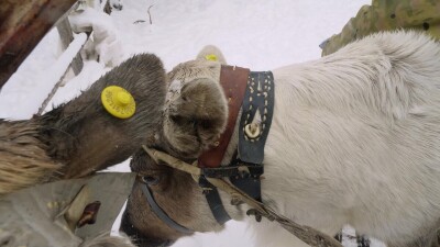 Западная Сибирь, оленевод ханты запрягает северных оленей в нарты.