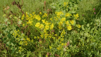 Южный Урал, цветущая якобея обыкновенная (Jacobaea vulgaris) на лужайке летом.