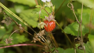 Южный Урал, ягоды земляники (Fragaria vesca) в траве.