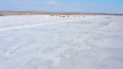 Восточная Сибирь, лошади пасутся в снежной степи. Вид с воздуха.