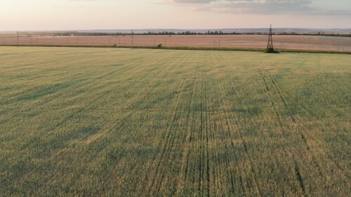 Поволжье, Оренбургская область, страда. Комбайны собирают урожай пшеницы на закате. Вид с воздуха.