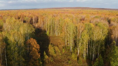 Южный Урал, Башкирия, осенний лес. Вид с воздуха.