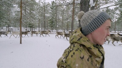 Западная Сибирь, оленевод ханты ловит северного оленя в загоне.