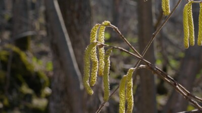 Южный Урал, весенний лес, серёжки берёзы.