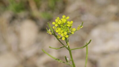 Южный Урал, цветущий желтушник левкойный (Erysimum cheiranthoides) на берегу реки.