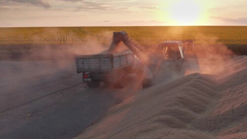 Поволжье, страда. Гора пшеницы на площадке механизированного тока. Вид с воздуха.