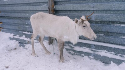 Западная Сибирь, село Русскинская: северные олени во дворе у оленевода ханты.