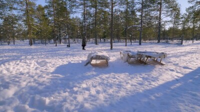 Западная Сибирь, оленевод-ханты кормит северных оленей в загоне.