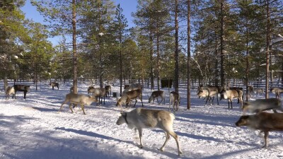 Западная Сибирь, оленевод ханты кормит северных оленей в загоне.