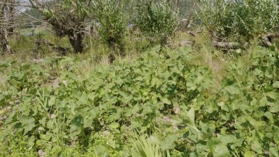 Южный Урал, белокопытник гладкий (Petasites radiatus) на берегу реки.