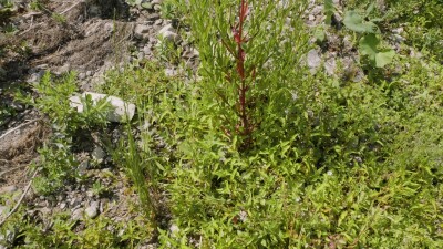 Южный Урал, цветущий кипрей мелкоцветковый (Epilobium parviflorum) у воды.