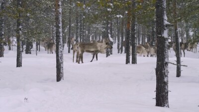 Западная Сибирь, стадо северных оленей в зимнем лесу.