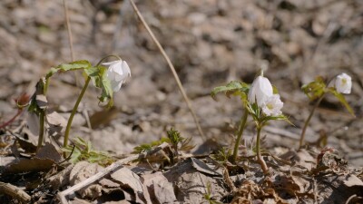 Южный Урал, цветение ветренички алтайской (Anemonoides altaica) весной.