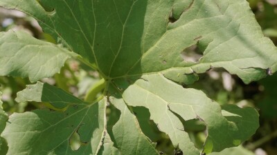 Южный Урал, белокопытник гладкий (Petasites radiatus) на берегу реки.