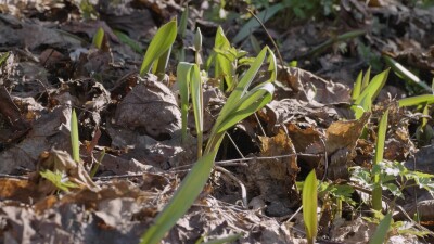 Южный Урал, молодые побеги тюльпана лесного (Tulipa sylvestris) в лесу весной