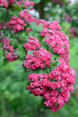 Цветки боярышника кроваво-красного (Crataegus sanguinea Pall.)