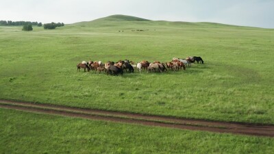 Южный Урал, Башкирия: табун лошадей пасётся в зауральской степи. Вид с воздуха.