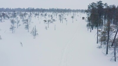 Западная Сибирь, оленевод ханты едет на оленьей упряжке в снегопад. Вид с воздуха.