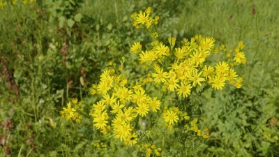 Южный Урал, цветущая якобея обыкновенная (Jacobaea vulgaris) на лужайке летом.