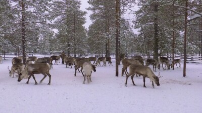 Западная Сибирь, оленевод ханты кормит северных оленей в загоне.