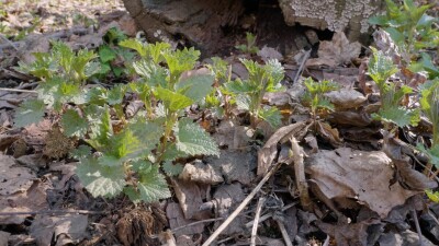 Южный Урал, побеги крапивы двудомной (Urtica dioica) ранней весной в лесу.