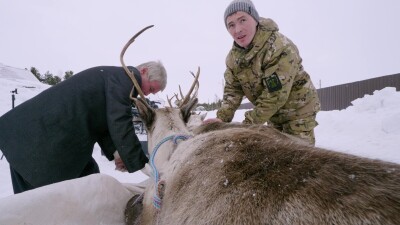 Западная Сибирь, Ханты-Мансийский автономный округ, село Русскинская: оленеводы ханты укладывают связанных оленей на нарты.