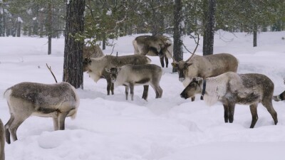 Западная Сибирь, стадо северных оленей в зимнем лесу.