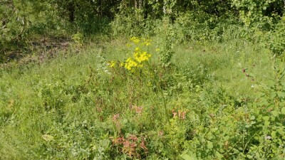 Южный Урал, цветущая якобея обыкновенная (Jacobaea vulgaris) на лужайке летом.