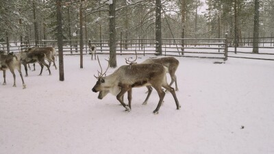 Западная Сибирь, стадо северных оленей в загоне.