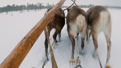 Западная Сибирь, северные олени в упряжке тянут нарты по снежной целине.