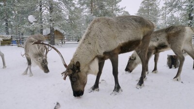 Западная Сибирь, северные олени в загоне едят рыбу